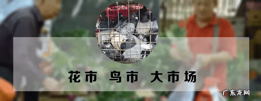 西安宠物用品批发公司 西安宠物用品批发市场