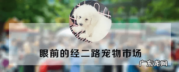 西安宠物用品批发公司 西安宠物用品批发市场