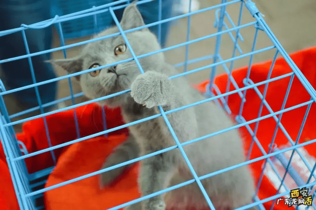 西安宠物用品批发公司 西安宠物用品批发市场