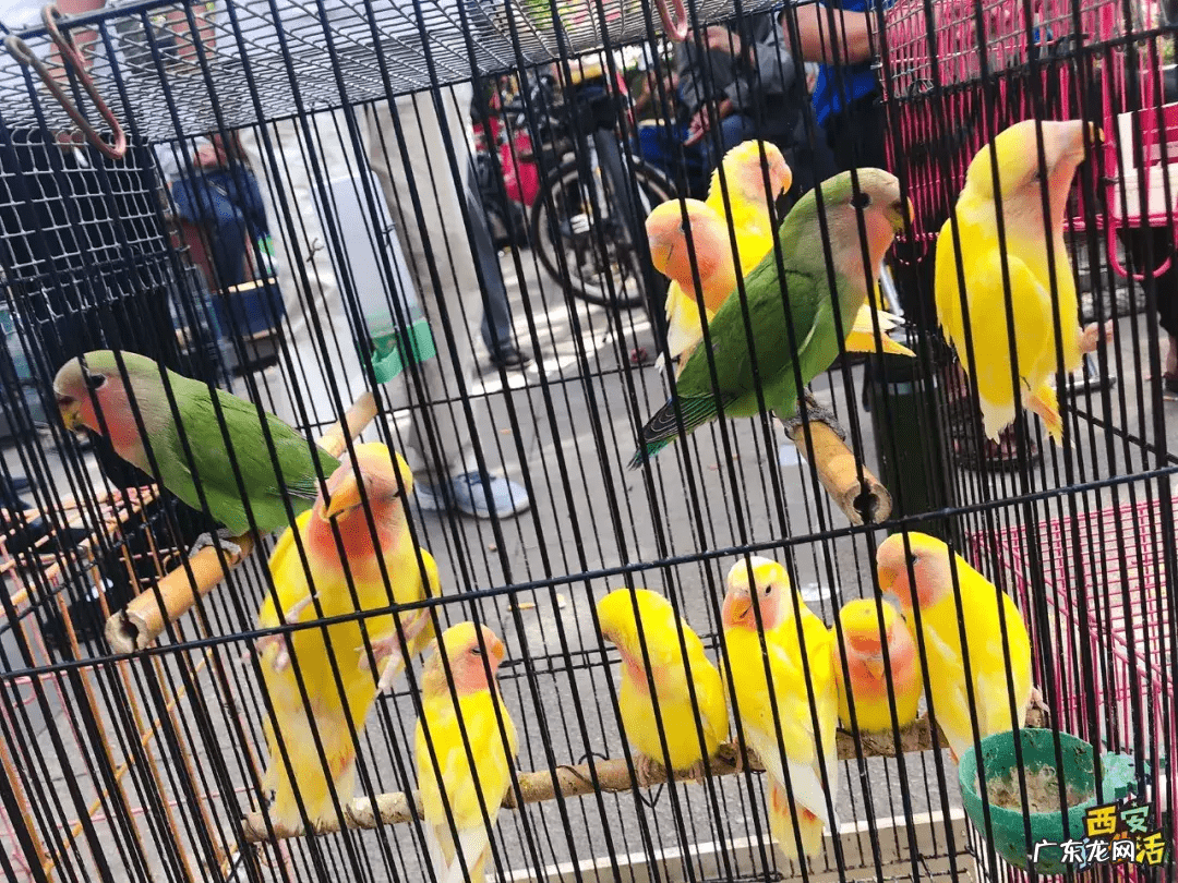 西安宠物用品批发公司 西安宠物用品批发市场