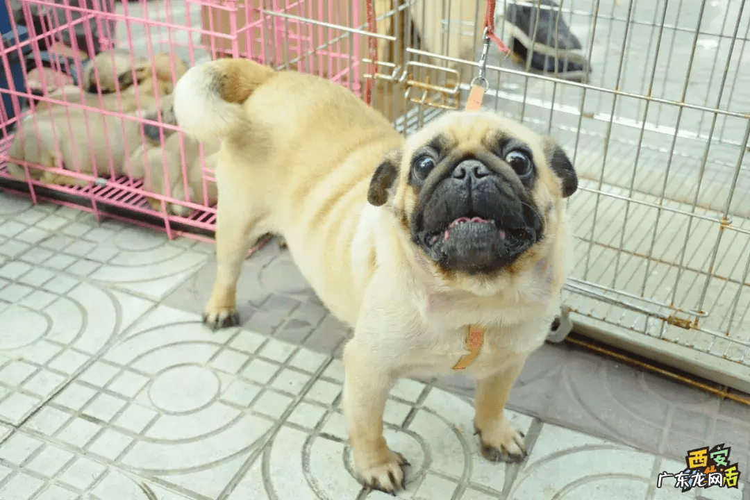 西安宠物用品批发公司 西安宠物用品批发市场