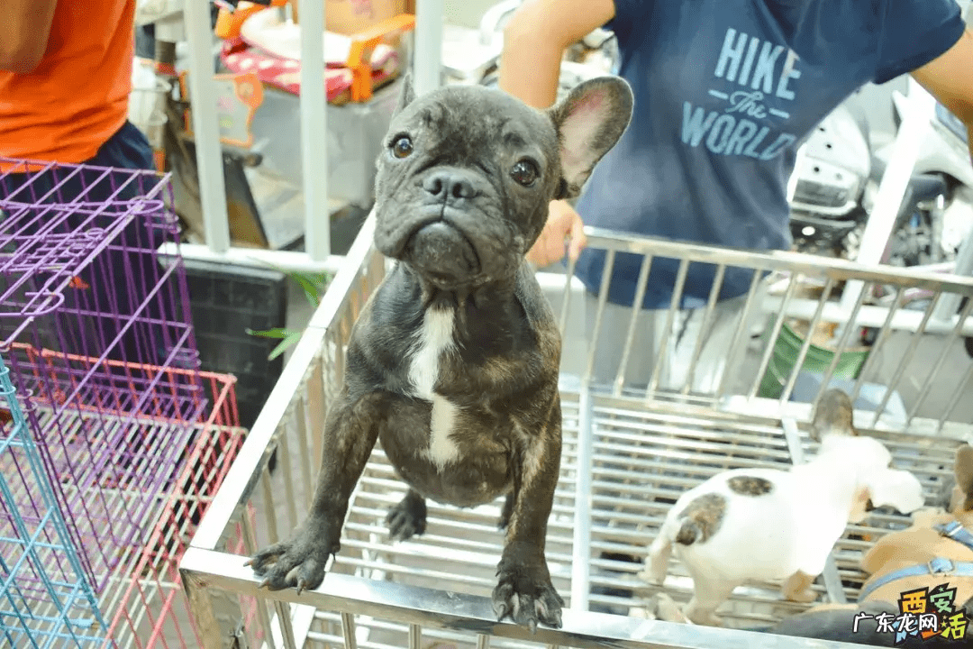 西安宠物用品批发公司 西安宠物用品批发市场