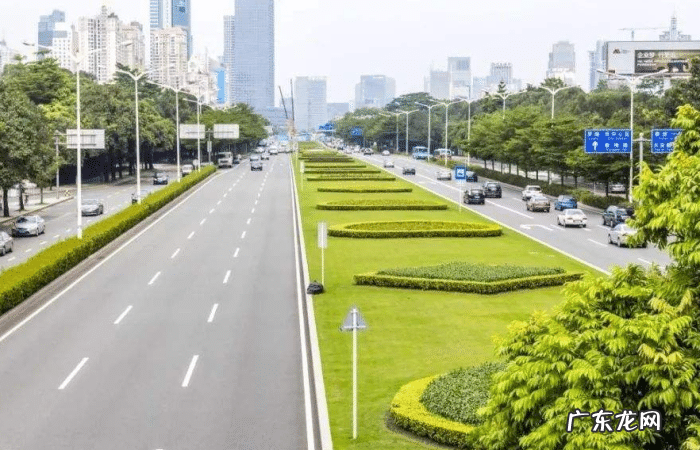 马路边绿化带植物 马路的绿化带