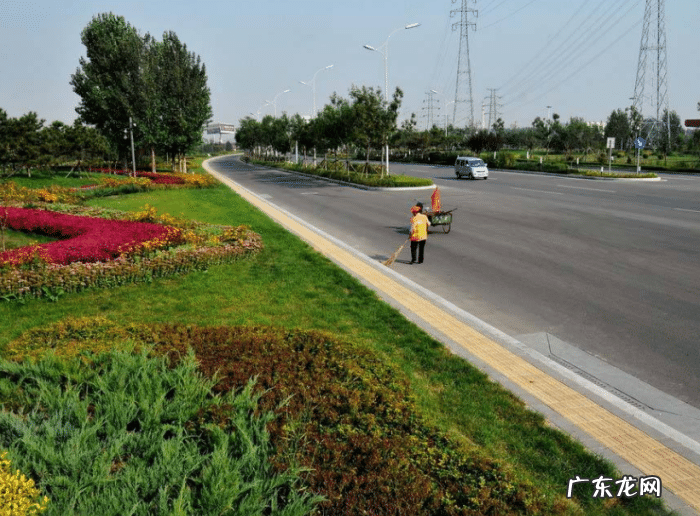 马路边绿化带植物 马路的绿化带