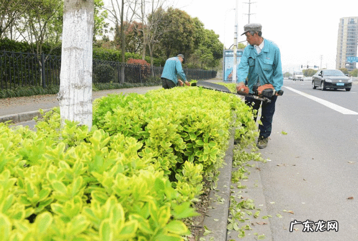 马路边绿化带植物 马路的绿化带