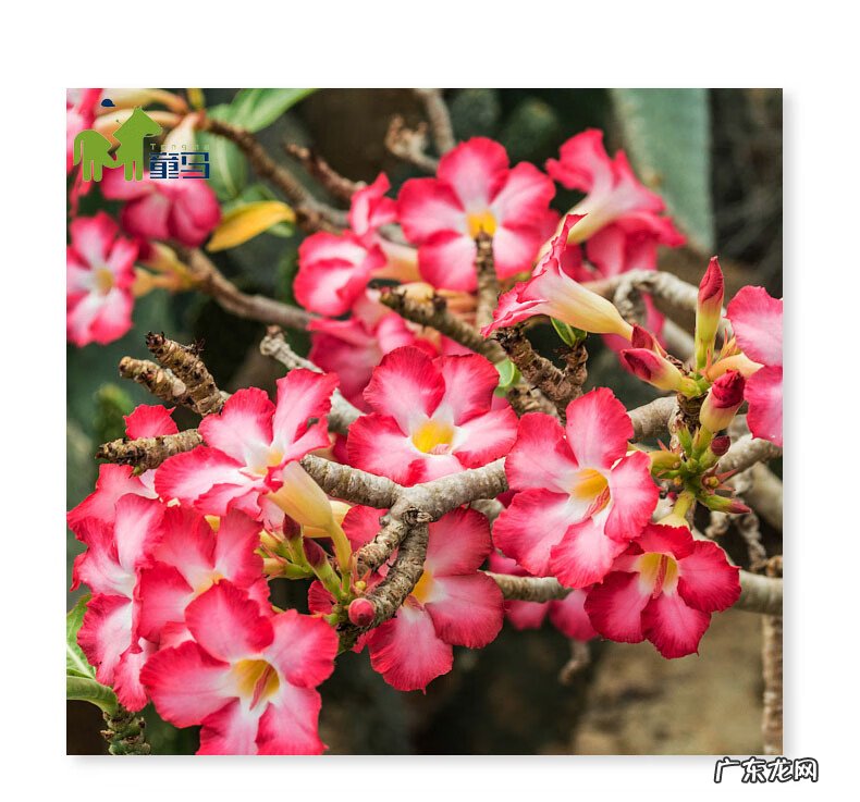 沙漠玫瑰能放卧室吗 风水沙漠玫瑰房间