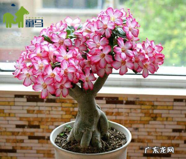 沙漠玫瑰能放卧室吗 风水沙漠玫瑰房间