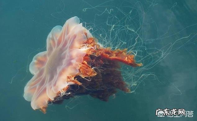 常规动力潜艇与海洋最大生物对撞，哪方会获胜？为什么，如果不能，核潜艇呢？