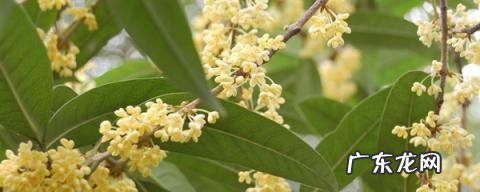 秋天开什么花 常见 冬天开的花有哪些花?