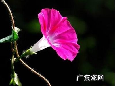 秋天开什么花 常见 冬天开的花有哪些花?