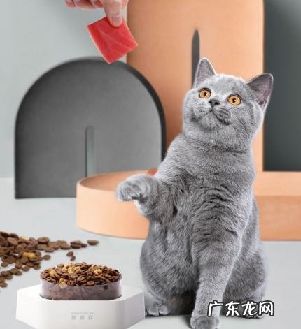 耐威克真鱼猫粮怎么样 耐威克猫粮有毒吗知乎
