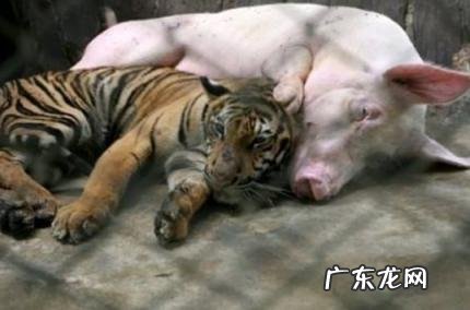 扮猪吃老虎是褒义贬义 扮猪吃老虎是褒义贬义嘛