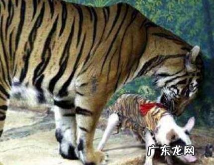 扮猪吃老虎是褒义贬义 扮猪吃老虎是褒义贬义嘛