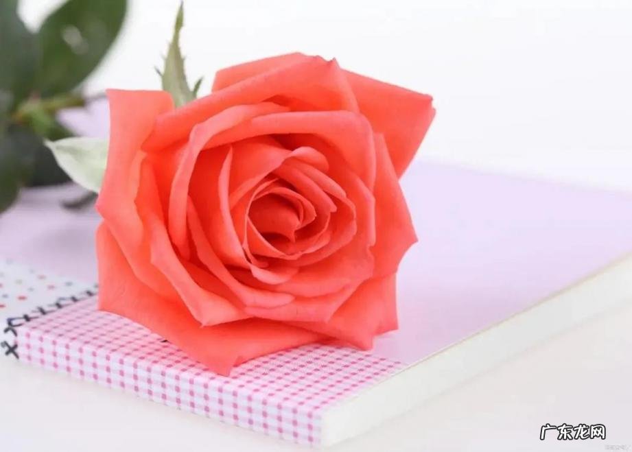 心有所属下一句是什么意思 心有所属百度百科