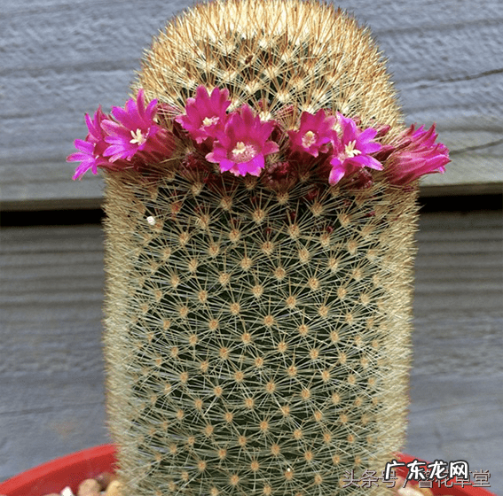 仙人球风水 仙人球有什么风水作用