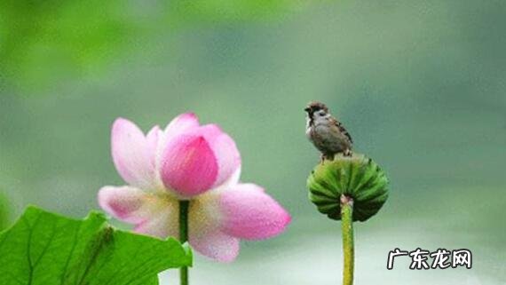 荷叶茶的作用与功效 荷叶茶的功效与副作用是什么