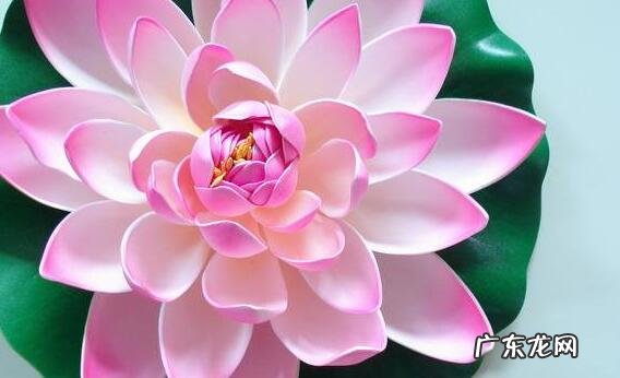 荷叶茶的作用与功效 荷叶茶的功效与副作用是什么