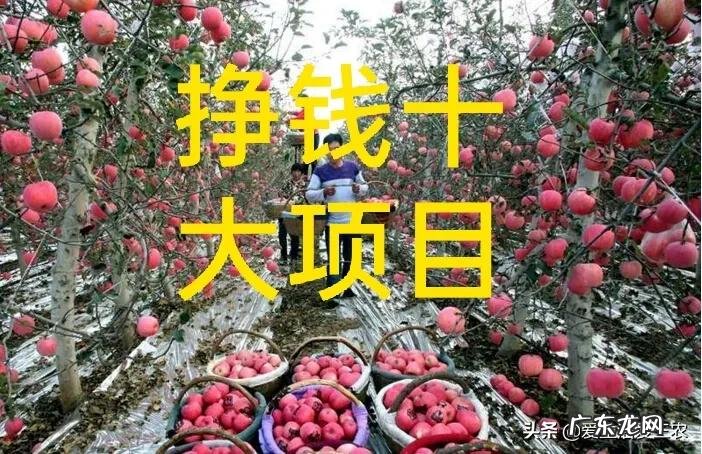 农村致富项目推荐 在农村的致富项目