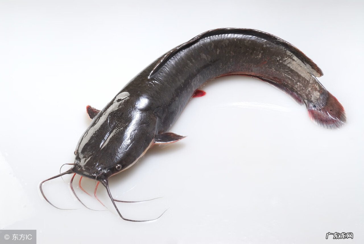 土鲶鱼的营养价值及功效 鲶鱼的营养价值及功效