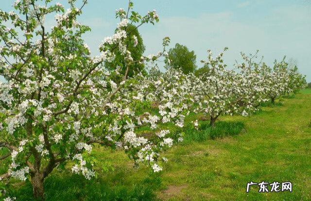 枣树风水禁忌 核桃树和枣树能混种吗