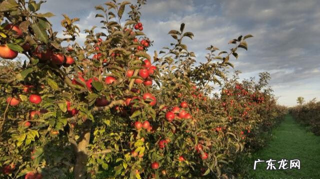 枣树风水禁忌 核桃树和枣树能混种吗