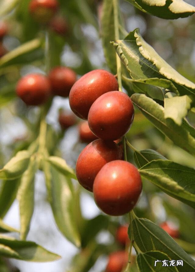 枣树风水禁忌 核桃树和枣树能混种吗