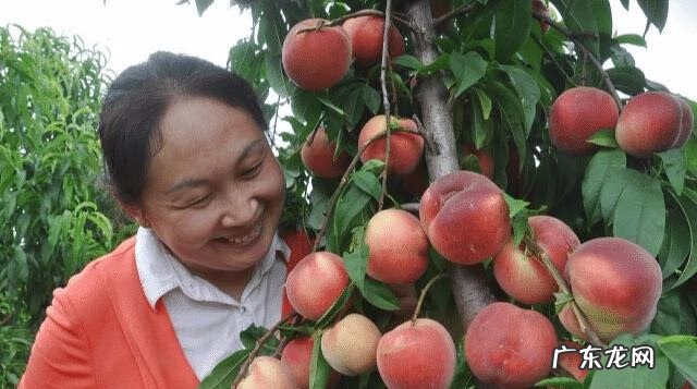 枣树风水禁忌 核桃树和枣树能混种吗