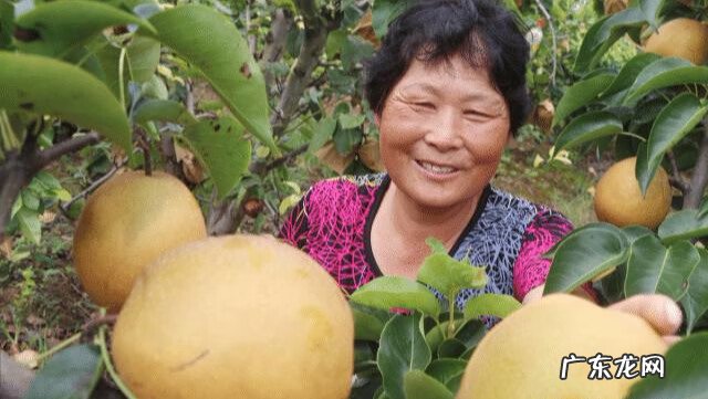 枣树风水禁忌 核桃树和枣树能混种吗