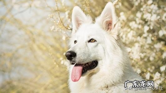 你觉得白色瑞士牧羊犬智商排第几位?