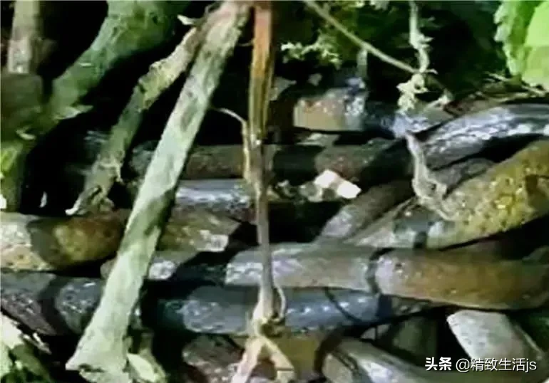 孝昌8条笨蛇一起偷鸡，打结成团解不开，给蛇打死结能解开吗？