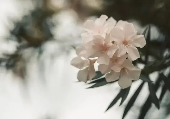 孝昌8条笨蛇一起偷鸡，打结成团解不开，给蛇打死结能解开吗？