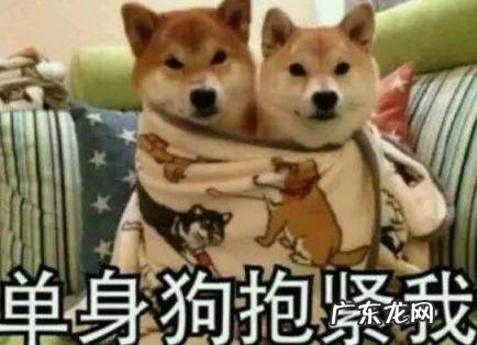 晒狗粮是骂人的意思吗 晒狗粮是骂人的意思吗视频