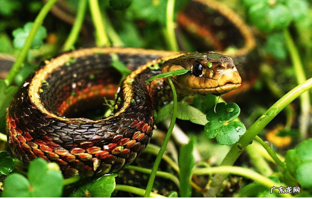 蛇的七寸是哪个位置 蛇的七寸在什么地方