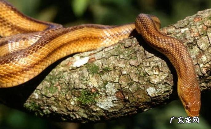 蛇的七寸是哪个位置 蛇的七寸在什么地方