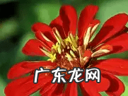 百日菊的花期 百日菊在家中风水