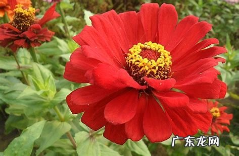 百日菊的花期 百日菊在家中风水