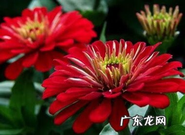 百日菊的花期 百日菊在家中风水