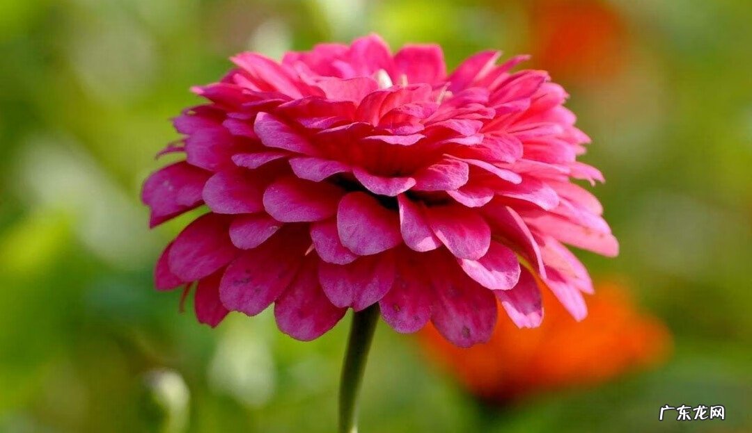 百日菊的花期 百日菊在家中风水