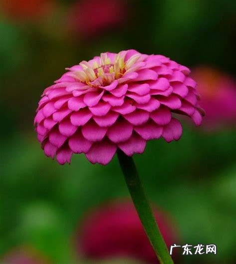 百日菊的花期 百日菊在家中风水