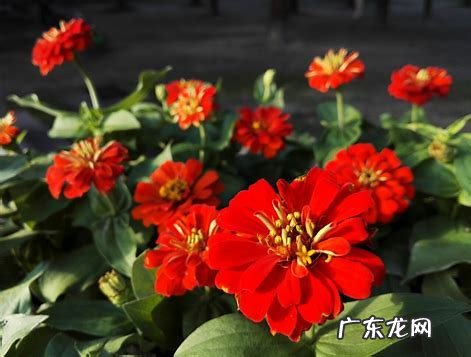 百日菊的花期 百日菊在家中风水