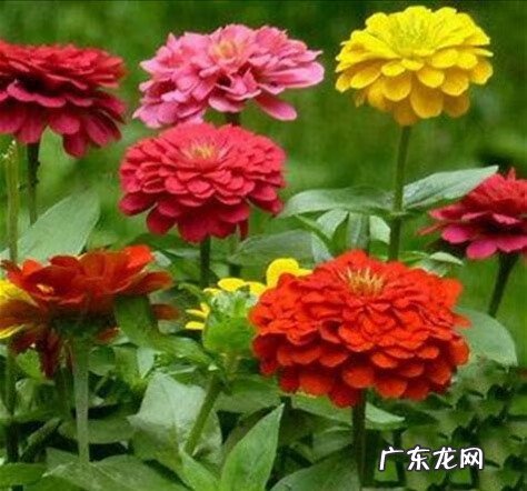 百日菊的花期 百日菊在家中风水