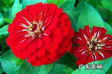 百日菊的花期 百日菊在家中风水