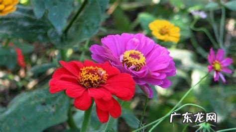 百日菊的花期 百日菊在家中风水