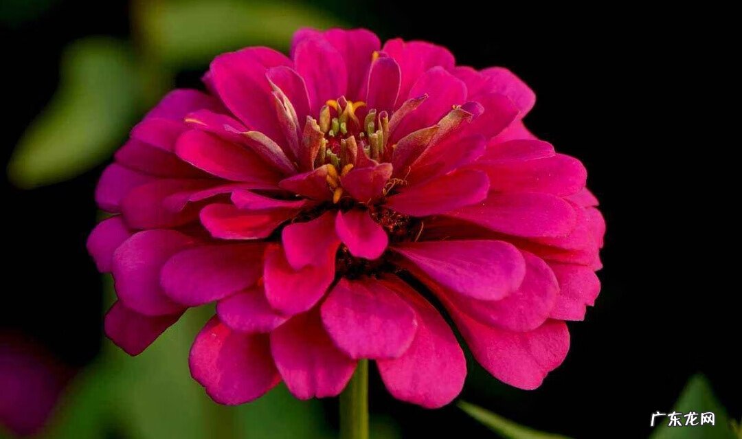 百日菊的花期 百日菊在家中风水