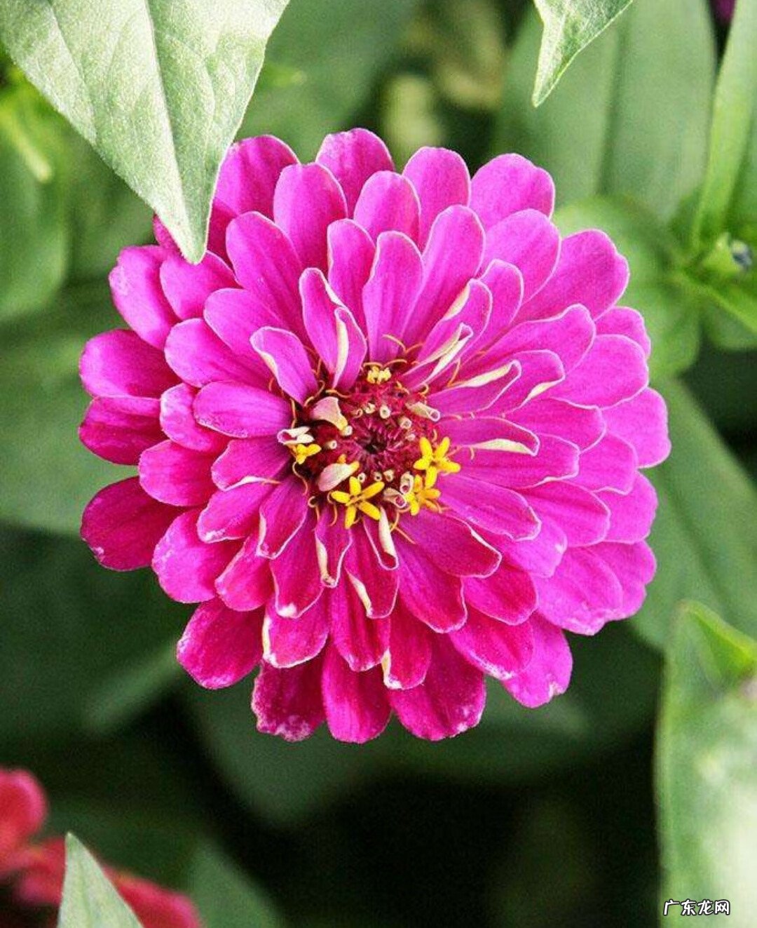 百日菊的花期 百日菊在家中风水