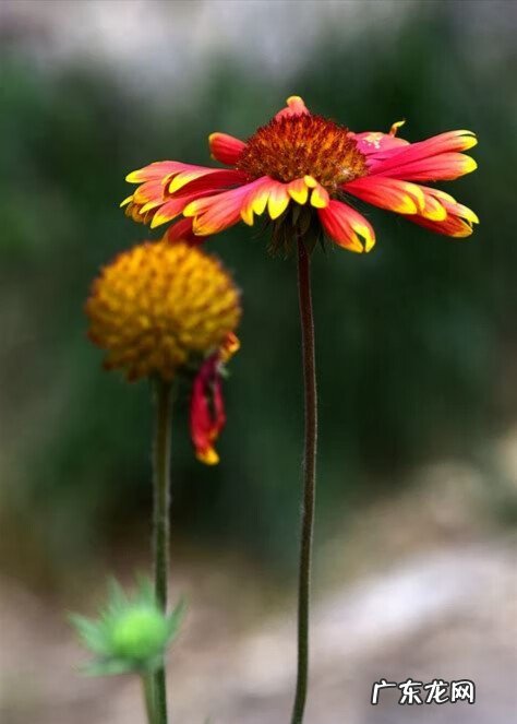 百日菊的花期 百日菊在家中风水