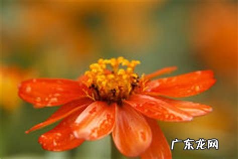 百日菊的花期 百日菊在家中风水