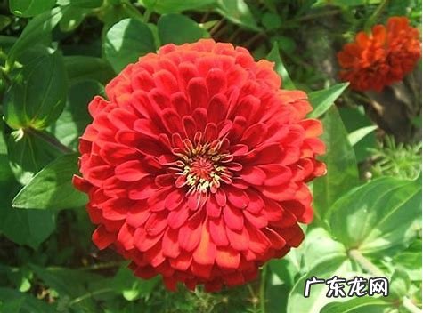 百日菊的花期 百日菊在家中风水