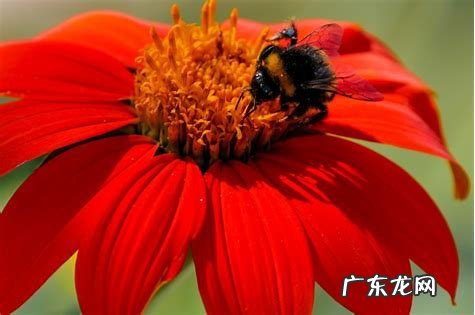 百日菊的花期 百日菊在家中风水