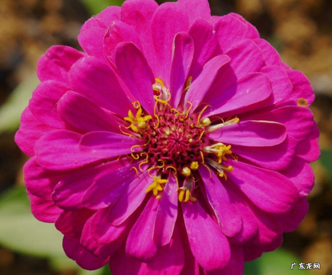 百日菊的花期 百日菊在家中风水